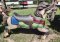 Allan Herschell Carousel Horse Jumper, half and half #2