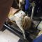 Ayres Rocking Horse (Glider) Unrestored
