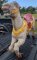 Allan Herschell Carousel Horse Jumper, Aluminum, Middle row