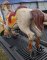 Allan Herschell Carousel Horse Jumper, Aluminum, Middle row
