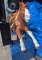 Champion Horse Kiddie Ride, Chestnut Pinto with sound box