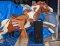 Champion Horse Kiddie Ride, Chestnut Pinto with sound box