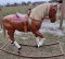 Pony Rocking Horse Life Size , Australian Boundy Horse