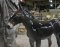 Life Sized Mule
