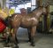 Life Sized Mule