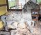Carousel Horse Stander, Dentzel Listner, fiberglass Stripped