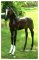 Life size Foal [ clone ]