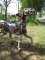 Flowered PTC Stander Stargazer Gold Mane & Tail, Fiberglass
