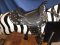 Coin Operated Zebra Kiddie Ride