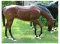 Grazing Lifesized Horse