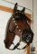 Horse Head  Life Size ,Custom Painted