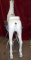 Armitage Herschell Track Machine Carousel Horse