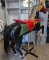 Looff Inner Row Prancer Carousel Horse, Black & Red