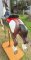 Herschell Stargazer Carousel Horse, Pinto