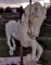 Spillman Carousel Horse Tucked Head, 2nd row, [ clone ]
