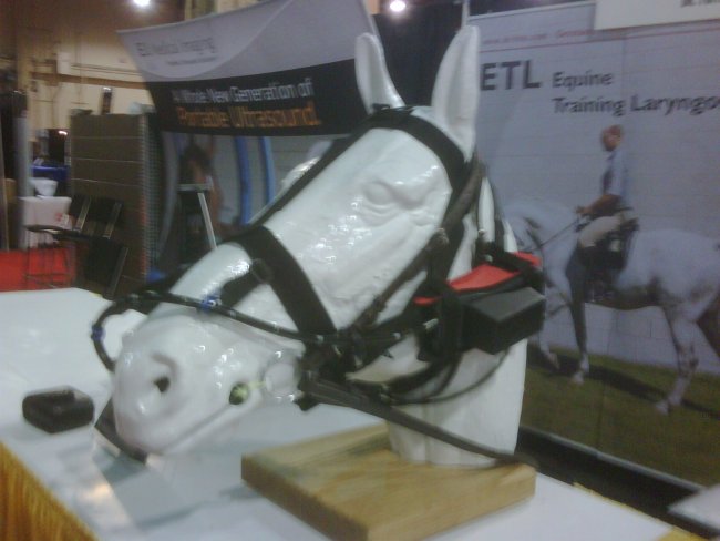 Horse Head  Life Size ,Custom Painted