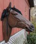 Horse Head  Life Size ,Bay with Mane, ready to ship
