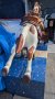 Champion Horse Kiddie Ride, Chestnut Pinto with sound box
