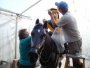 Custom painting your horse