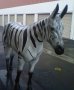 Life Size Fiberglass Zebra