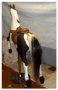 Carousel Horse Tail for Traveler Size Jumpers 24-33 inch