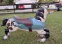 Allan Herschell Carousel Horse Jumper , half and half , Abe Lincoln Head